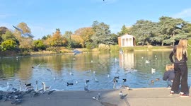 Lake and birds in park