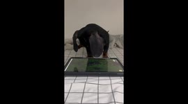 Gaming pup tests tablet’s limits—Sausage dog’s touchscreen frenzy racks up 2.6 million Instagram views