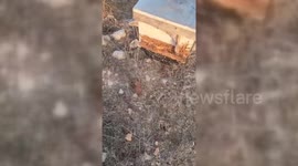 Palestine: Israeli Settlers Destroy Beehives, Steal Honey in West Bank Village