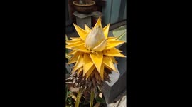 The Most Beautiful Pineapple Flower Ever Seen – Nature’s Golden Masterpiece