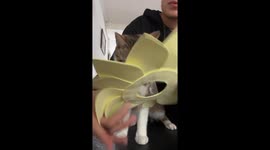 Cat Celebrates Spring Day