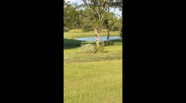 Zebra Flip Over Fence