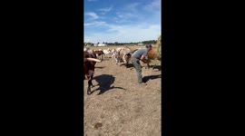 Samson the Longhorn Tossing Salad