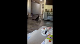 Scaredy Dog
