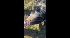 Pigs Drinking Hard Lemonade