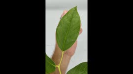Colorful Stick Insects