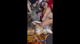 Pet dog waits patiently as owner cuts up grilled meat