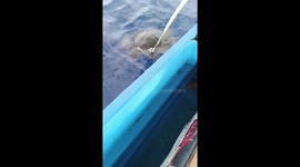 Turtle seen tangled in discarded rope rescued by passing fishermen
