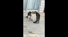 Two cats engage in playful scuffle in Henan, China