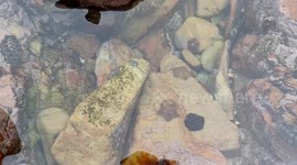 All the cushion stars! These cuties are everywhere in this Mossel Bay tidal pool