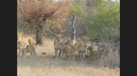 Lions walk through an open area and the Baboons alarm calling