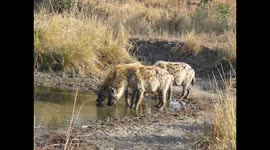 Hyenas drinking at a watering hole during our Safari