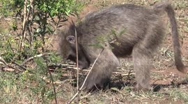 Baboon where did I bury my treasure