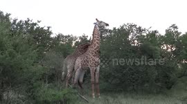Giraffe showing dominance in the wild with Tim Brown Tours