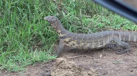 Water Monitor Lizard searching for food using its forked Tongue to bring the scent particles over it