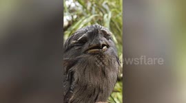 Pair of cute Muppet-like chicks hatch at sanctuary