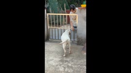Smart dog unlocks gate to follow owner in Zhejiang, China