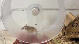 Hamster loses balance while running on exercise wheel in Hubei, China