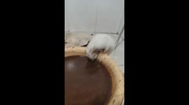 Mischievous ferret dives into basin of dirty water in Beijing, China