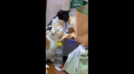 Cat refuses to share flower snack with its friend in China