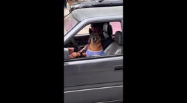 Dog cries to reach owner in car in Bangkok, Thailand