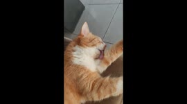 Sleepy cat with tongue stuck on its leg creates adorable moment in Ijuí, Brazil