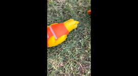 Dog looks guilty after owner finds broken plastic chicken in Queensland, Australia