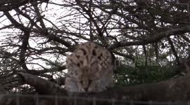 Serval catches chicken during feeding time as a Cat rehabilitation center