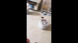 Man playfully scares his Border Collie in Zhejiang, China