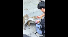 Monkeys enjoy dragon fruit shared by visitor in Guizhou, China