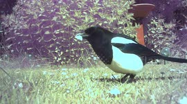 Magpie feeding on a lawn in the UK. Garden.  Bird. Wild. Birdwatch. Pica.  Animal.  Antics.