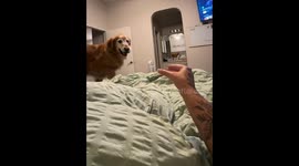 Golden retriever playfully presses its face into owner’s hand in Santa Clarita, California, USA