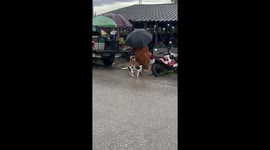 Playful dogs interact beside monk in Phan, Chiang Rai, Thailand