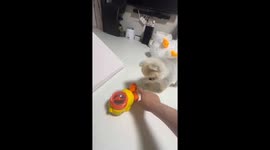 Pomeranian watches puzzle feeder lesson in South Korea