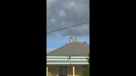 Pigeon balances on spinning roof vent in Deagon, Australia
