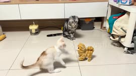 Kitten mistakes toy cat for real one in Beijing, China