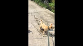 Dog leaves a trail while peeing in Guangxi, China