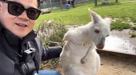 Albino wallaby gets gentle back scratch in Australia