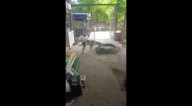 Clever pet dog helps owner mix cement