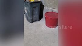 Mother mouse scurries away with train of babies