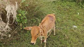 Kind local tends to calf attacked by pack of stray dogs in India