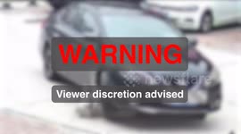 Dog is run over by car and walks away uninjured