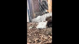 Proper rescue of squirrel stuck in fence in Montreal, Canada