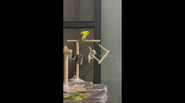 Mischievous pet canary unhooks perch to make budgie fall