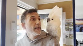 Dr Dolittle gets the parrot called Poncho to speak a little clearer