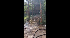 Flock of Cute Birds Plays in Puddle