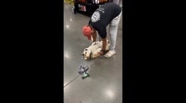 Emergency Corgi Transport System