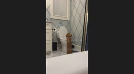 Wiener Dog Jumps in Toilet