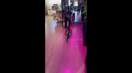 Cat Drives Toy Car