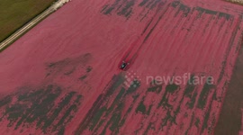 Cranberry harvest season begins in New Jersey
